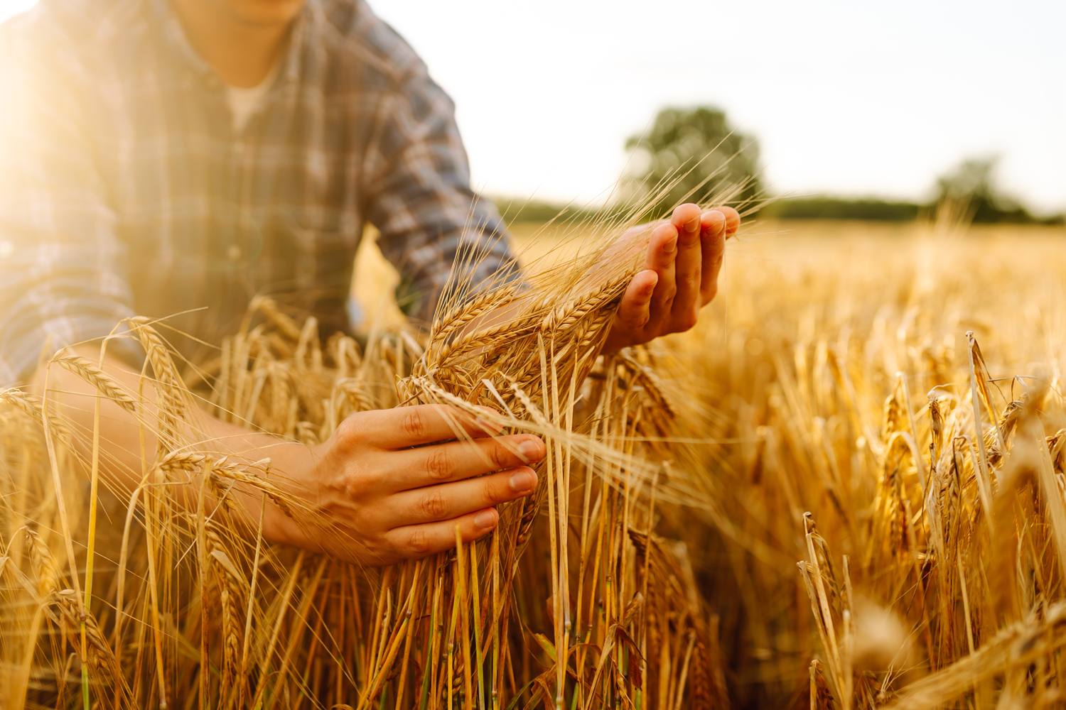 Betriebsmittelkredite für Landwirtschaftsunternehmen